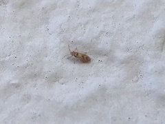 Thaumastocoris peregrinus