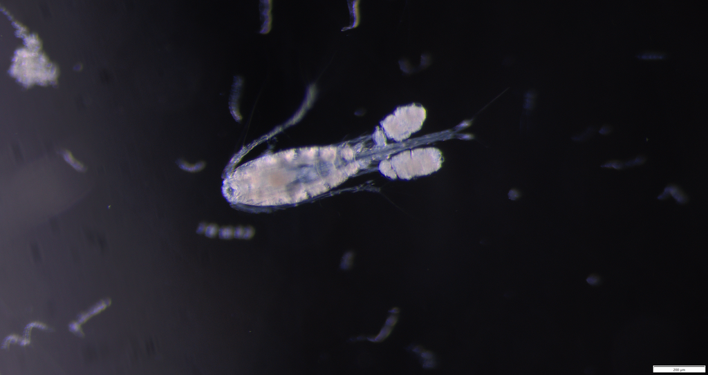 Oithona similis