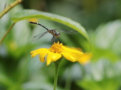 Nannophlebia eludens