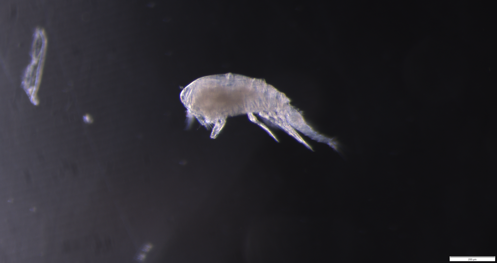 Triconia borealis