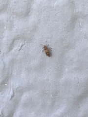 Thaumastocoris peregrinus