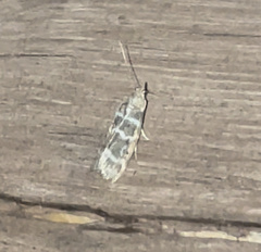Ortholepis pasadamia