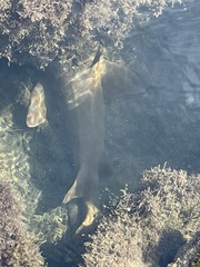 Ginglymostoma cirratum