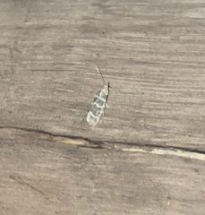 Ortholepis pasadamia