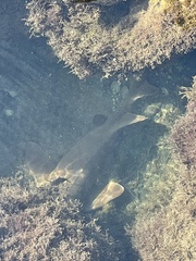 Ginglymostoma cirratum