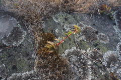 Hylotelephium telephium