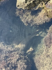 Ginglymostoma cirratum