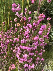 Erica gracilis