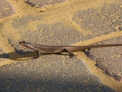 Trachylepis punctatissima