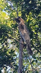 Nyctibius jamaicensis