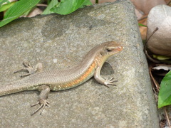 Eutropis multifasciata