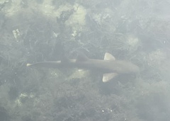 Ginglymostoma cirratum