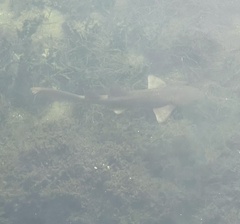Ginglymostoma cirratum