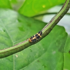 Cheilomenes sexmaculata