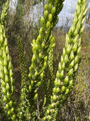 Erica densifolia