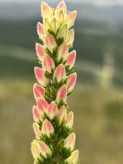 Erica densifolia