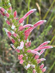 Erica densifolia