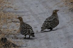 Pterocles bicinctus bicinctus