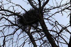 Bubalornis niger niger