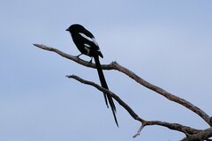 Lanius melanoleucus