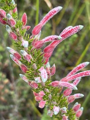 Erica densifolia