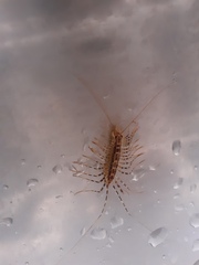 Allothereua maculata