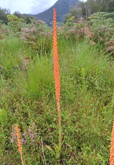 Disa chrysostachya
