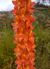 Disa chrysostachya
