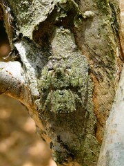 Stephanopis altifrons