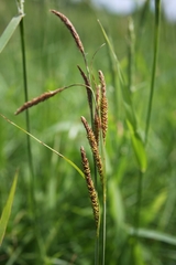 Carex stricta