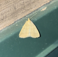 Zanclognatha jacchusalis