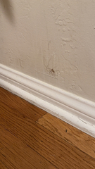 Pholcus phalangioides