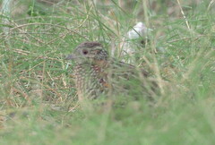 Turnix varius varius