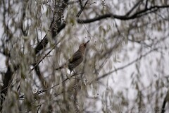 Colaptes auratus luteus × cafer