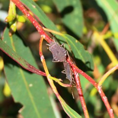 Gelonus tasmanicus
