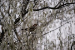 Colaptes auratus luteus × cafer