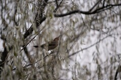 Colaptes auratus luteus × cafer
