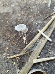Parasola plicatilis