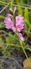 Ixia scillaris