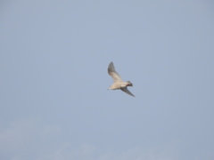 Larus glaucoides kumlieni