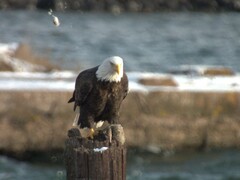 Somateria spectabilis