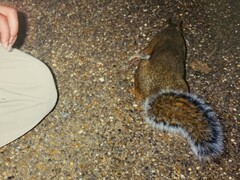 Sciurus carolinensis