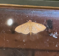 Herpetogramma bipunctalis