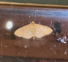 Herpetogramma bipunctalis