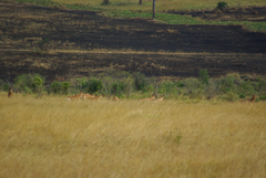 Alcelaphus buselaphus cokii