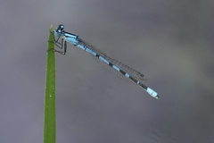 Enallagma annexum