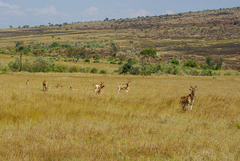 Alcelaphus buselaphus cokii