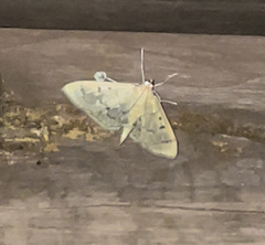 Herpetogramma bipunctalis