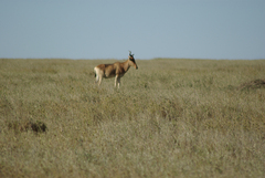 Alcelaphus buselaphus cokii