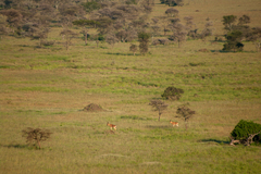 Alcelaphus buselaphus cokii